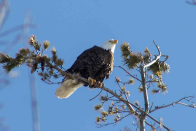 Bald Eagle
