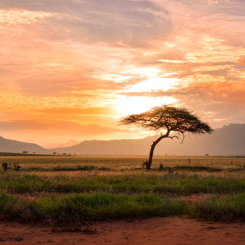Serengeti image