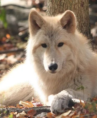 Lakota Wolf